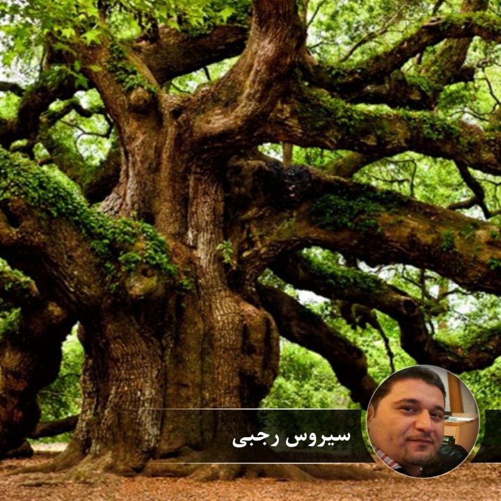 درخت