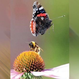 گفتگوی زنبور و پروانه