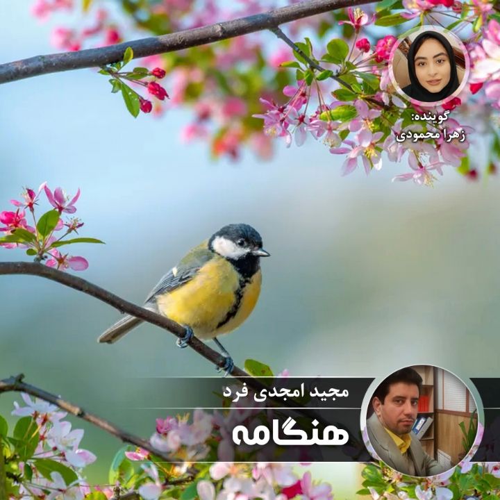 هنگامه 