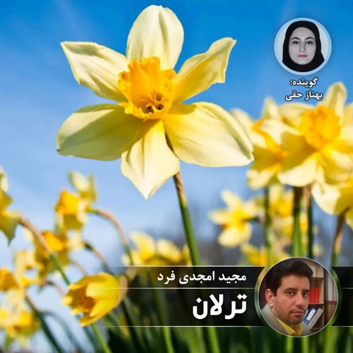 ترلان