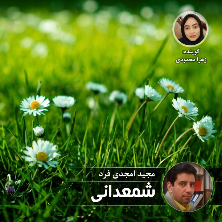 شمعدانی