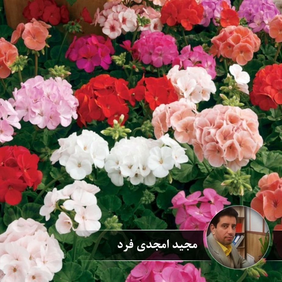 نغمه شمعدانی