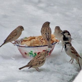 غذای پرندگان