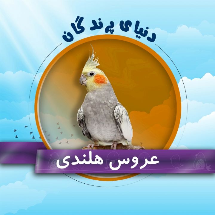 عروس هلندی