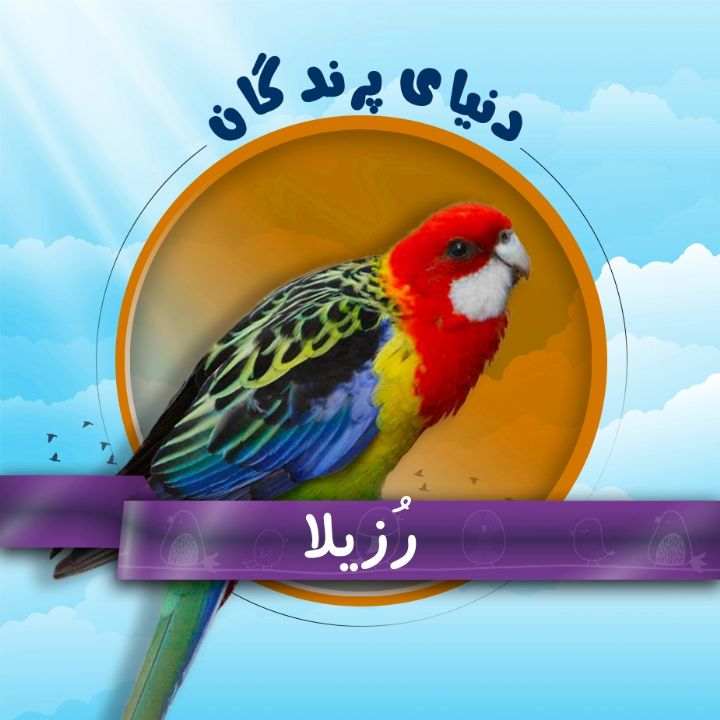 رُزیلا