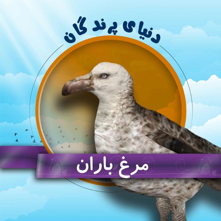 مرغ باران