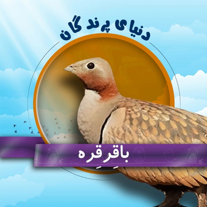 باقِرقِره