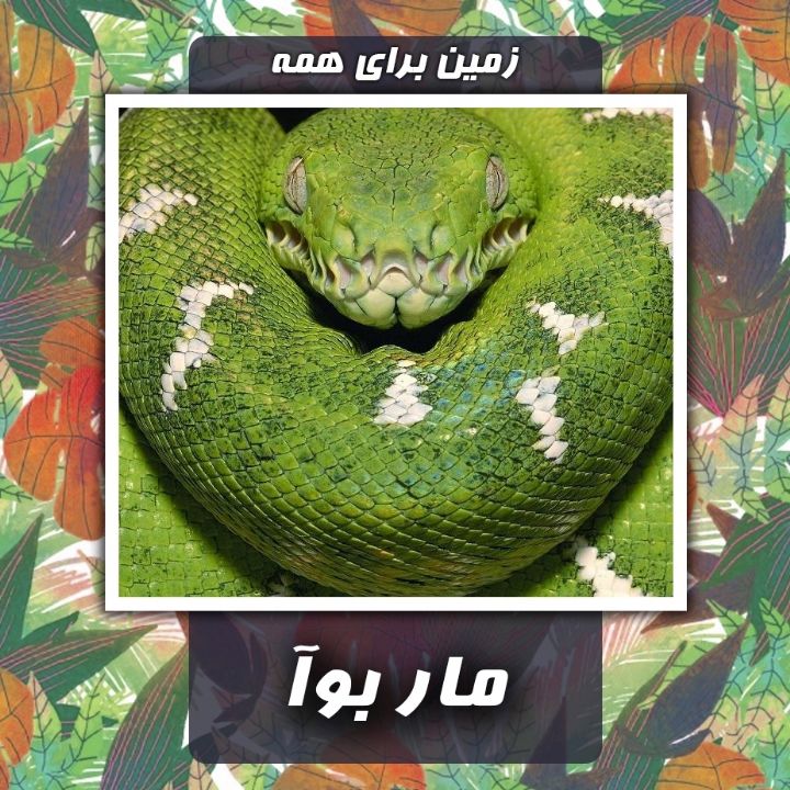 مار بوآ