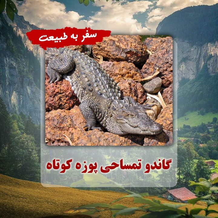 گاندو تمساحی پوزه کوتاه