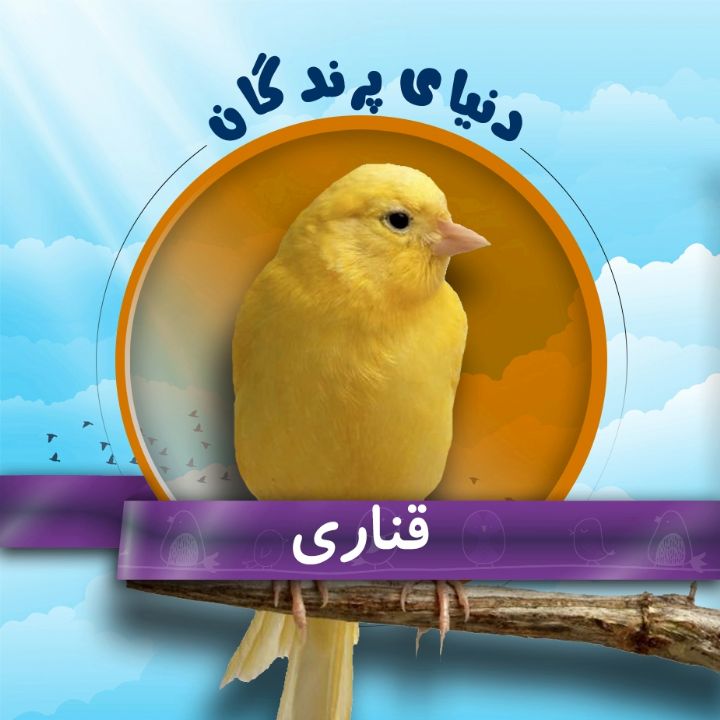 قناری