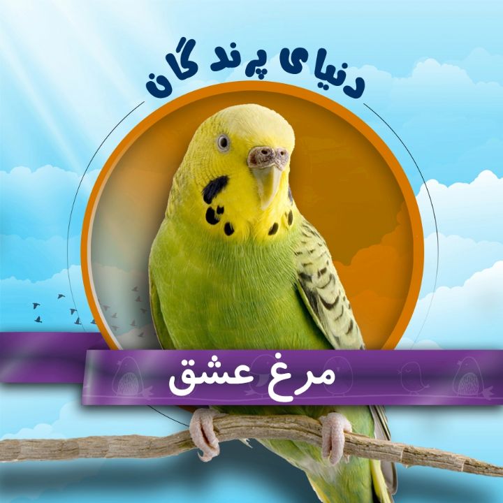 مرغ عشق