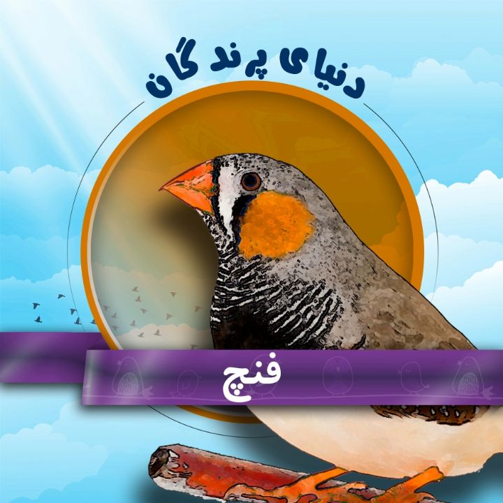 فنچ