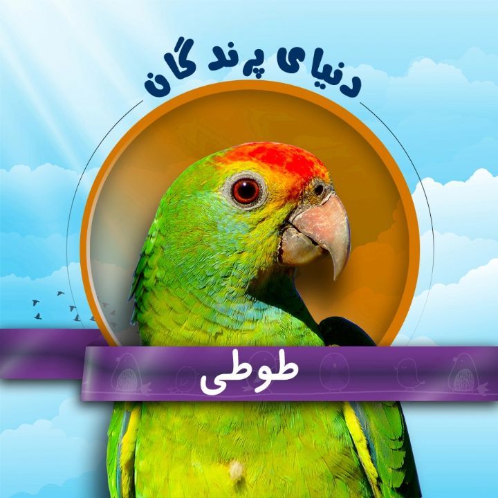 طوطی