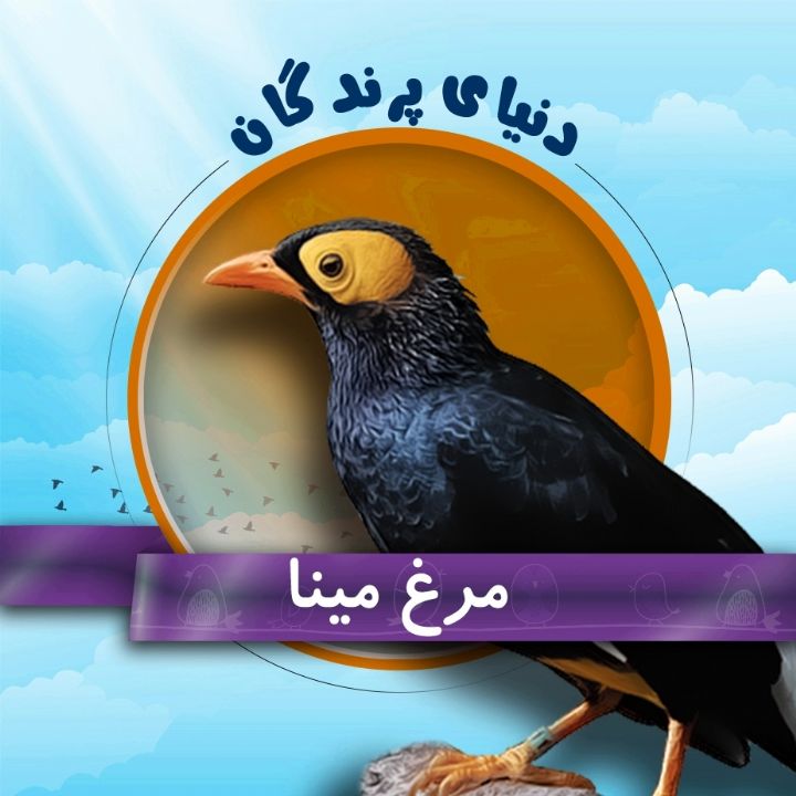 مرغ مینا