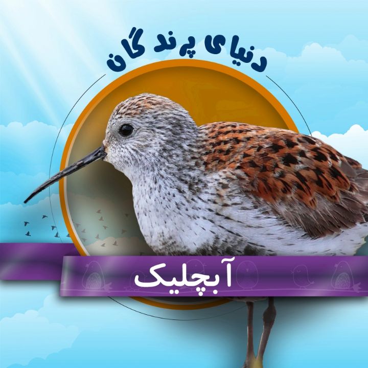 آبچلیك