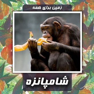 شامپانزه