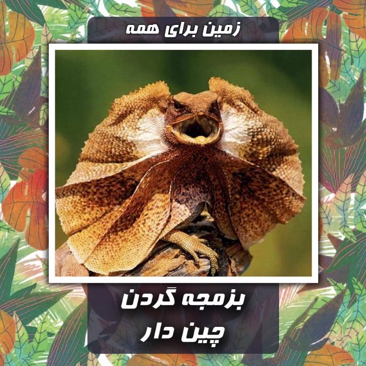 بزمجه گردن چین دار