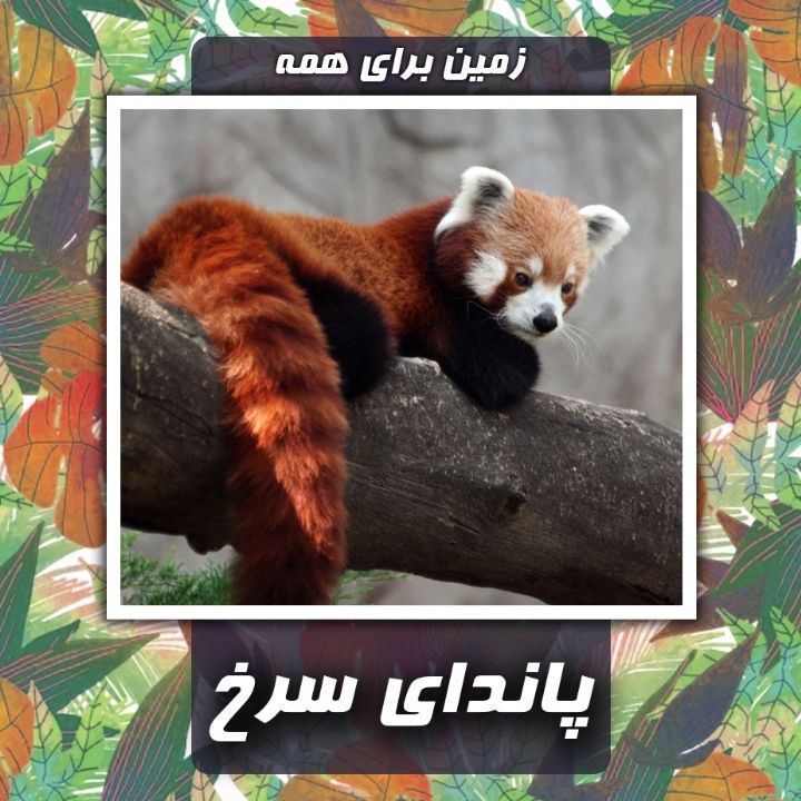 پاندای سرخ