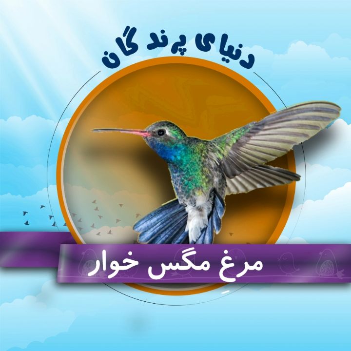 مرغِ مگس خوار