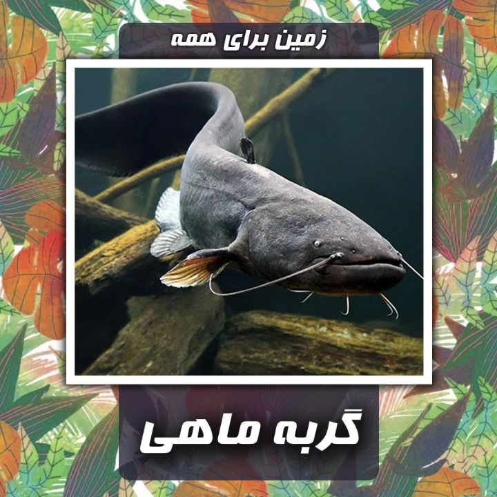 گربه ماهی یا سگ ماهی