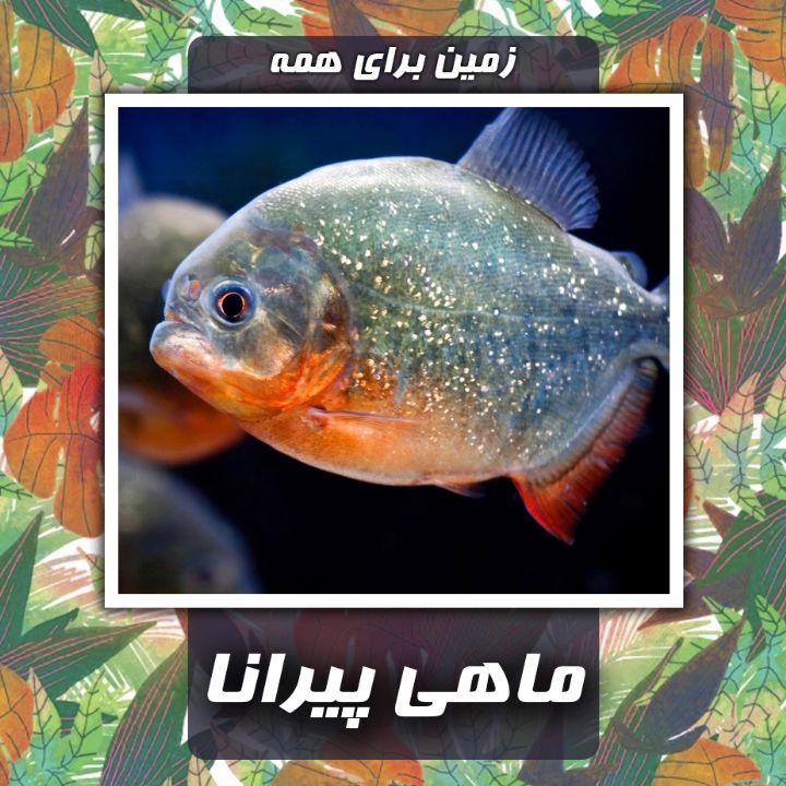 ماهی پیرانا