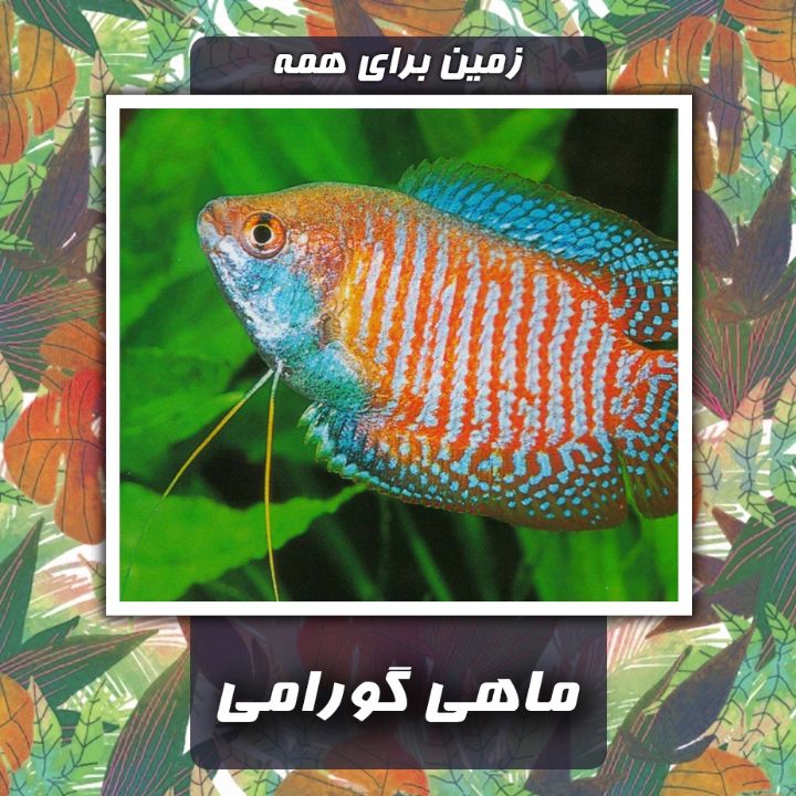 ماهی گورامی