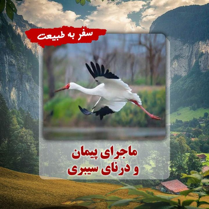 ماجرای پیمان و درنای سیبری