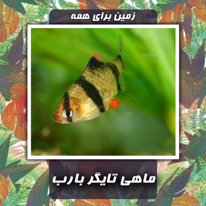 ماهی تایگر بارب