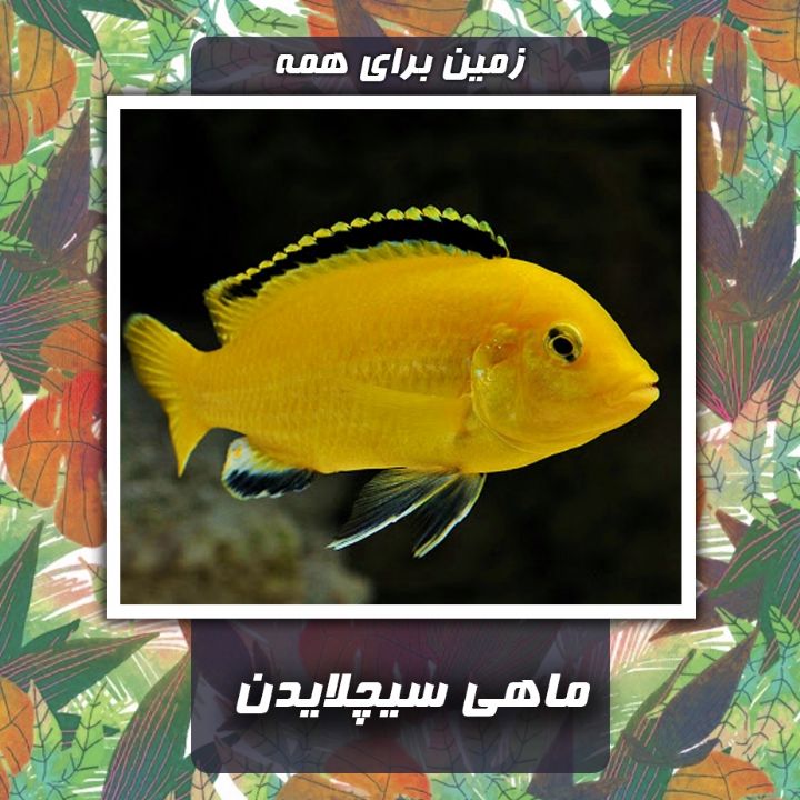 ماهی سیچلایدن 