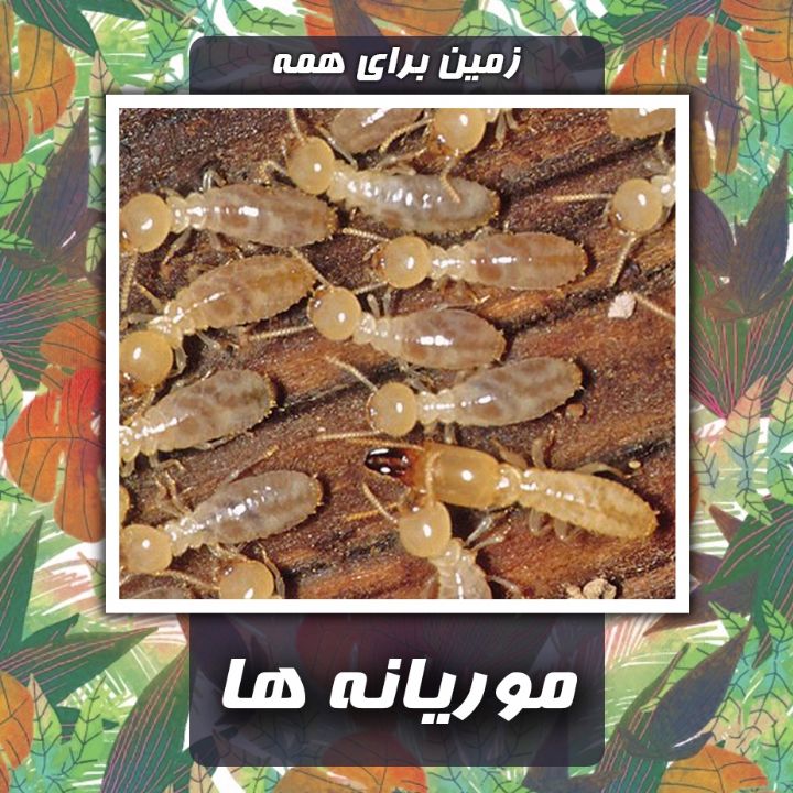 موریانه ها