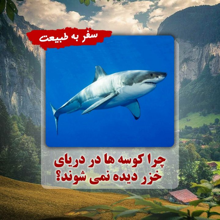 چرا كوسه ها در دریای خزر دیده نمی شوند؟