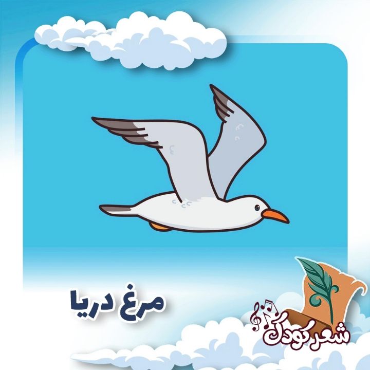 مرغ دریا