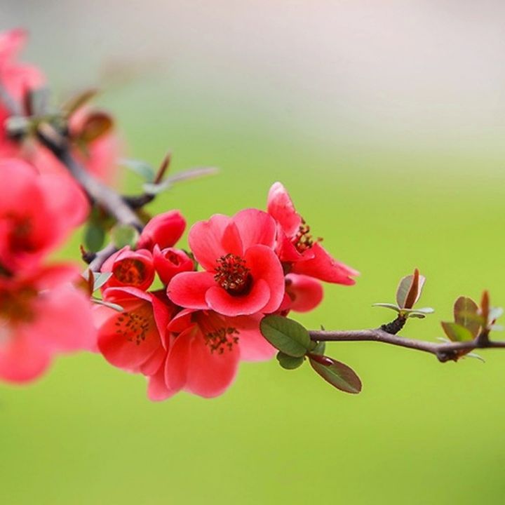 تقویم بهاری 